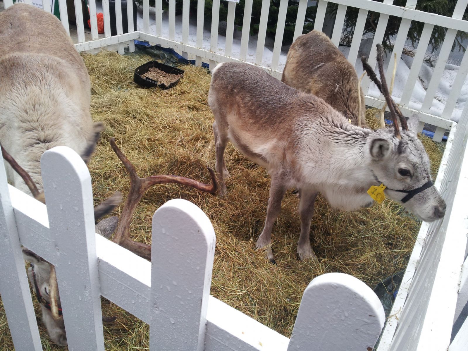 Reindeer's in Westfield